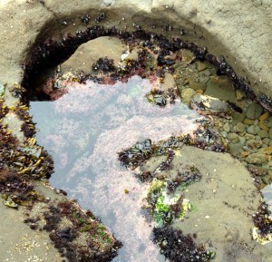 Tide Pool at Mavericks